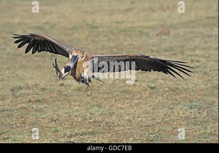 Vautour blanc africain gyps africanus, ATTERRISSAGE ADULTES, KENYA Banque D'Images