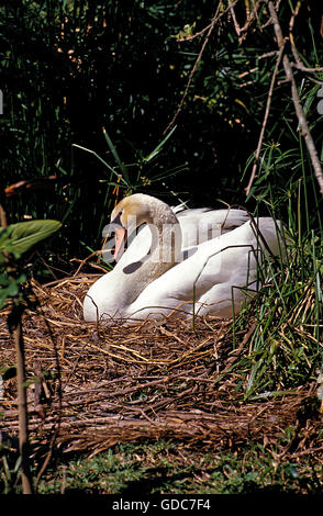 Cygne tuberculé Cygnus olor, NIDIFICATION ADULTES Banque D'Images