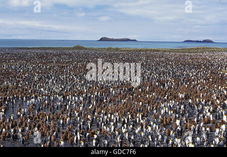 King Penguin, aptenodytes patagonica, colonie dans la plaine de Salisbury, la Géorgie du Sud Banque D'Images