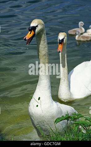 Cygne muet, Cygnus olor, hommes et femmes Banque D'Images