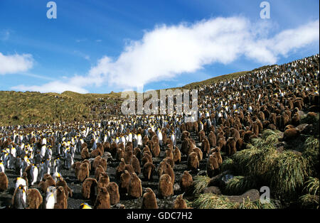 King Penguin, aptenodytes patagonica, colonie de la plaine de Salisbury, la Géorgie du Sud Banque D'Images