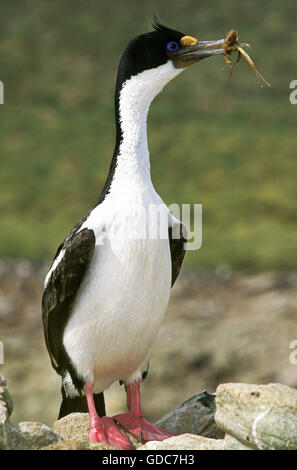 Cormoran IMPÉRIAL OU KING Cormoran Phalacrocorax atriceps albiventer, DES PROFILS AVEC MATÉRIEL DE NIDIFICATION À BEC, l'Antarctique Banque D'Images