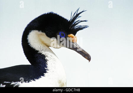 Cormoran IMPÉRIAL OU KING Cormoran Phalacrocorax atriceps albiventer, ANTARCTIQUE Banque D'Images