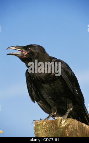 Grand Corbeau, Corvus corax, appelant adultes, autre croasse Banque D'Images