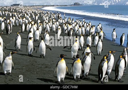 King Penguin, aptenodytes patagonica, colonie sur plage, la plaine de Salisbury en Géorgie du Sud Banque D'Images