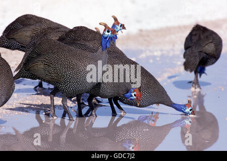 Pintade de Numidie Numida meleagris, GROUPE D'ALCOOL ET DE FLAQUE, KENYA Banque D'Images