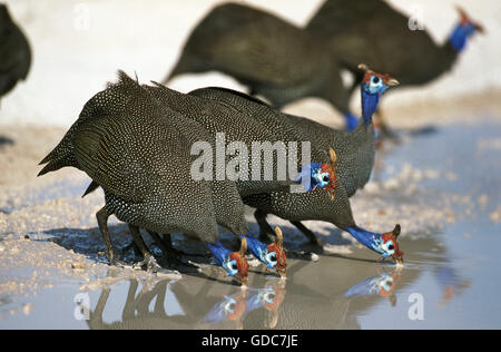 Pintade de Numidie, Numida meleagris, Groupe de boire à un trou d'eau, au Kenya Banque D'Images