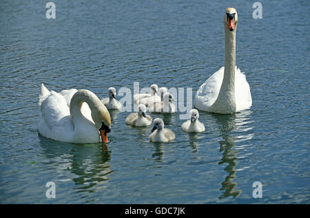 Cygne tuberculé Cygnus olor, en couple avec des poussins Banque D'Images