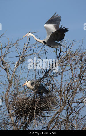 Héron cendré Ardea cinerea en CAMARGUE DANS LE SUD DE LA FRANCE Banque D'Images