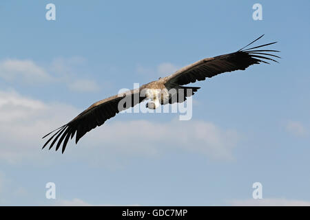 Blanc Africain, gyps africanus, adulte en vol sur fond de ciel bleu Banque D'Images