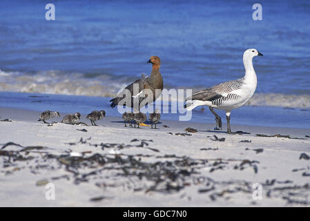 La Bernache de MAGELLAN OU GOOSE chloephaga picta, HOMMES FEMMES ET LES POUSSINS SUR LA PLAGE, l'Antarctique Banque D'Images