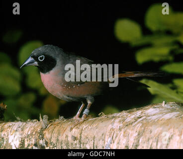 Vinaceous Pinsons ou Black-Faced Lagonosticta vinacea, pinsons, Banque D'Images