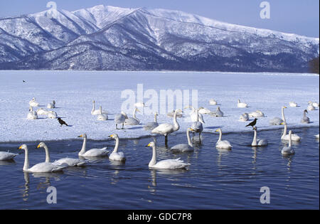 Cygne chanteur Cygnus cygnus, Groupe sur lac gelé, Hokkaido au Japon Banque D'Images