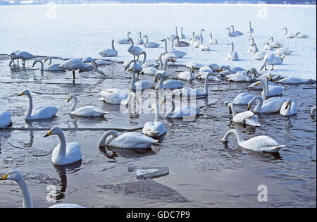 Cygne chanteur Cygnus cygnus, Groupe sur lac gelé, Hokkaido au Japon Banque D'Images
