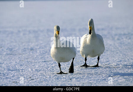 Cygne chanteur Cygnus cygnus, Paire, marcher sur un lac gelé, l'île d'Hokkaido au Japon Banque D'Images