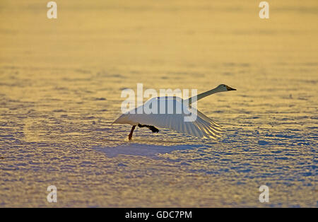 Cygne chanteur Cygnus cygnus, adultes, au décollage, l'île d'Hokkaido au Japon Banque D'Images