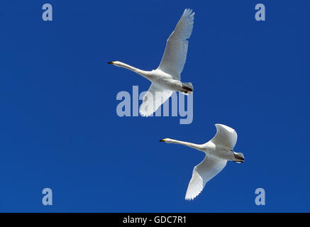 Cygne chanteur Cygnus cygnus, adultes en vol, l'île d'Hokkaido au Japon Banque D'Images