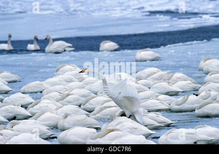 Cygne chanteur Cygnus cygnus, colonie sur l'île d'HOKKAIDO, JAPON Banque D'Images