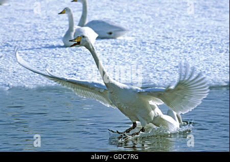 Cygne chanteur Cygnus cygnus, adultes, l'atterrissage près d'un lac gelé, l'île d'Hokkaido au Japon Banque D'Images