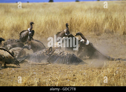 Ruppell's, gyps rueppelli, Groupe sur un zèbre, tuer la lutte contre les adultes, parc de Masai Mara au Kenya Banque D'Images