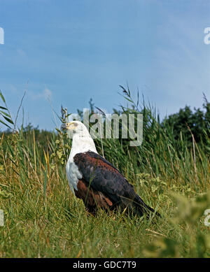 African Fish Eagle, haliaeetus vocifer, des profils sur l'herbe Banque D'Images