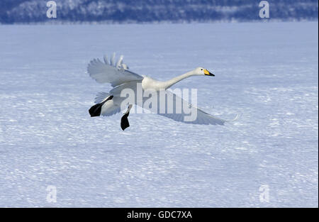 Cygne chanteur Cygnus cygnus, adulte en vol, l'île d'Hokkaido au Japon Banque D'Images