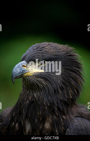 Pygargue à tête blanche Haliaeetus leucocephalus, immatures, Portrait de Banque D'Images