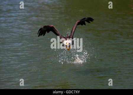 Pygargue à tête blanche Haliaeetus leucocephalus, immature, en vol, pêche Banque D'Images