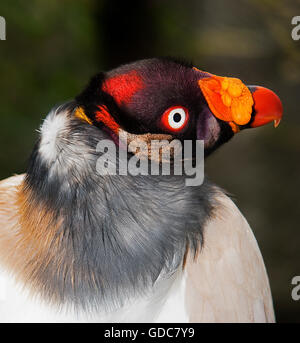 Vautour ROI Sarcoramphus papa, PORTRAIT D'ADULTE Banque D'Images