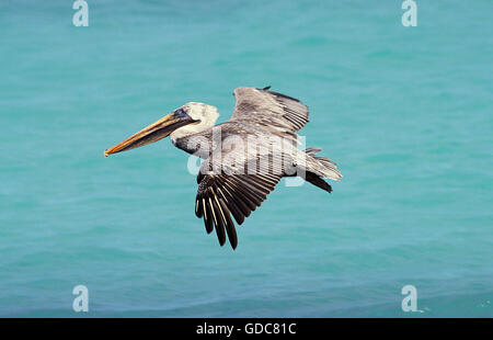 Pélican brun Pelecanus occidentalis BATTANT EN CALIFORNIE Banque D'Images