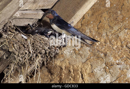 Hirondelle rustique Hirundo rustica, avec des insectes adultes dans son bec pour nourrir les oisillons au nid, Normandie Banque D'Images