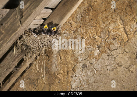 Hirondelle, Hirundo rustica, poussins au nid, Normandie Banque D'Images