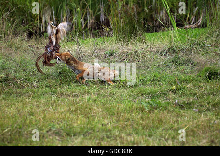 Le Renard roux Vulpes vulpes, adulte tuant un faisan commun, NORMANDIE EN FRANCE Banque D'Images