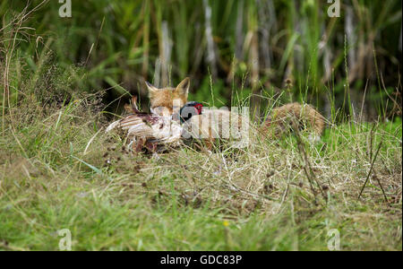 Le Renard roux Vulpes vulpes, adulte tuant un faisan commun, NORMANDIE EN FRANCE Banque D'Images