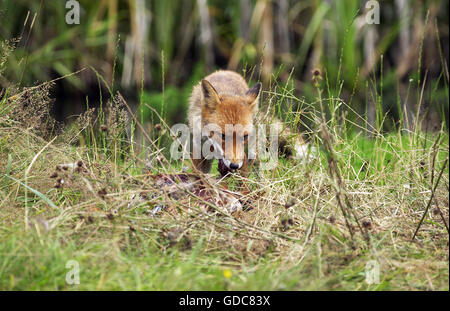 Le renard roux, Vulpes vulpes, Adulte tuant un Faisan de Colchide Phasianus colchicus commun, Normandie Banque D'Images