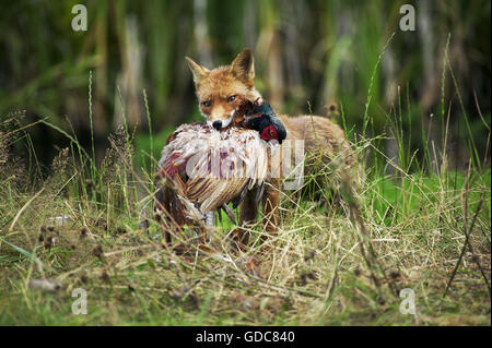 Le renard roux, Vulpes vulpes, Adulte tuant un Faisan de Colchide Phasianus colchicus commun, Normandie Banque D'Images