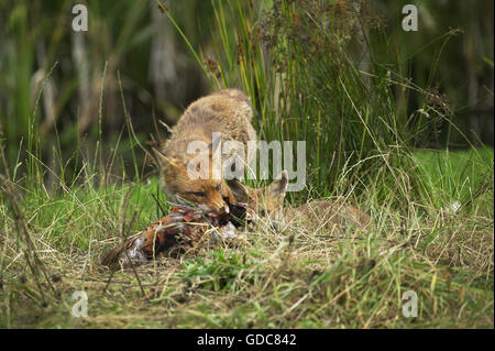 Le renard roux, Vulpes vulpes, adultes avec un Kill, un faisan commun, Normandie Banque D'Images