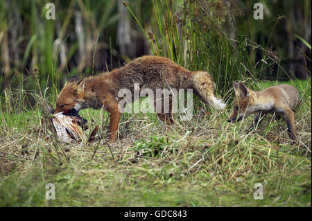 Le Renard roux Vulpes vulpes, adulte tuant un faisan commun, NORMANDIE EN FRANCE Banque D'Images