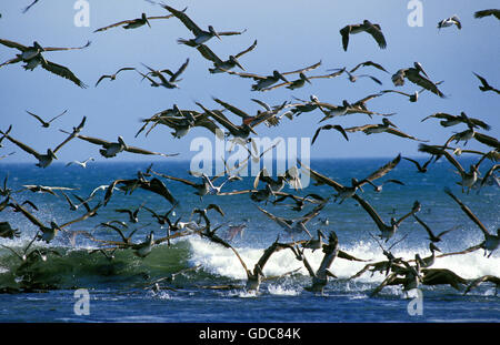 Pélican brun Pelecanus occidentalis, Groupe, décoller, Californie Banque D'Images