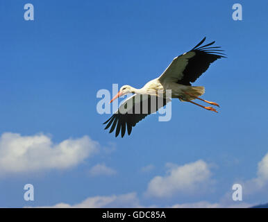 Cigogne blanche, Ciconia ciconia, adulte en vol sur fond de ciel bleu, l'Alsace en France Banque D'Images