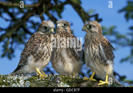 Faucon crécerelle Falco tinnunculus, Chick sur BRANCH, LA NORMANDIE À LA FRANCE, à l'envol Banque D'Images