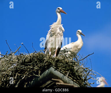 Cigogne blanche, Ciconia ciconia, paire sur son nid, Alasce dans l'Est de la France Banque D'Images
