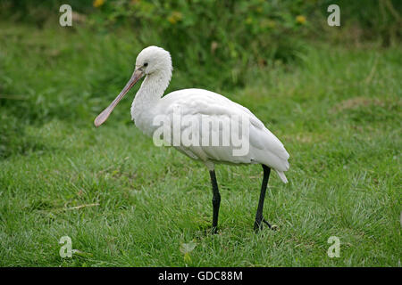 Spatule blanche Platalea leucorodia, adultes, sur l'herbe Banque D'Images