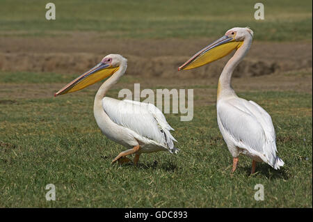 Grande, Pelecanus onocrotalus, paire sur l'herbe, le lac Nakuru au Kenya Banque D'Images