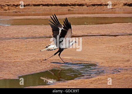 Oiseau Secrétaire, sagittaire serpentarius, adulte en vol, au décollage, parc de Masai Mara au Kenya Banque D'Images