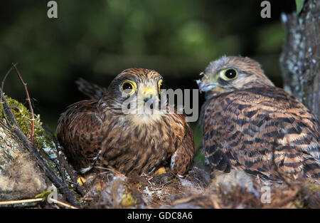 Faucon crécerelle, Falco tinnunculus, des profils et des oisillons au nid Banque D'Images