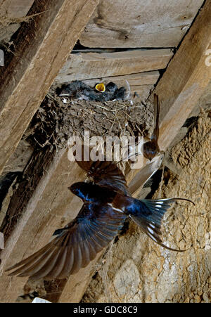 Hirondelle, Hirundo rustica, adultes en vol, l'alimentation des poussins au nid, Normandie Banque D'Images