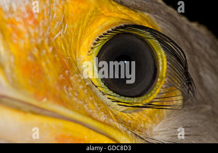 Oiseau Secrétaire, sagittaire serpentarius, Close up of Eye Banque D'Images