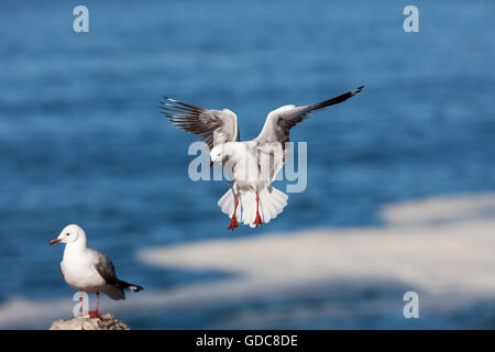 La mouette de HARTLAUB OU KING larus hartlaubii, ADULTE EN VOL, HERMANUS EN AFRIQUE DU SUD Banque D'Images