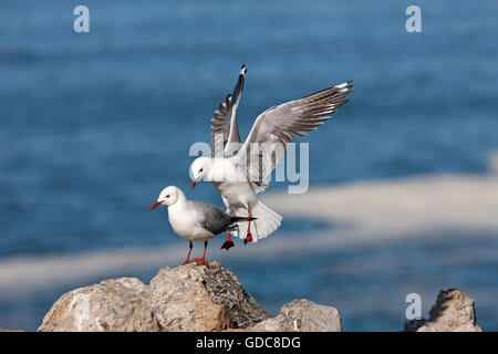 La mouette de Hartlaub ou king, Larus hartlaubii, adulte en vol, l'atterrissage sur des roches, Hermanus en Afrique du Sud Banque D'Images